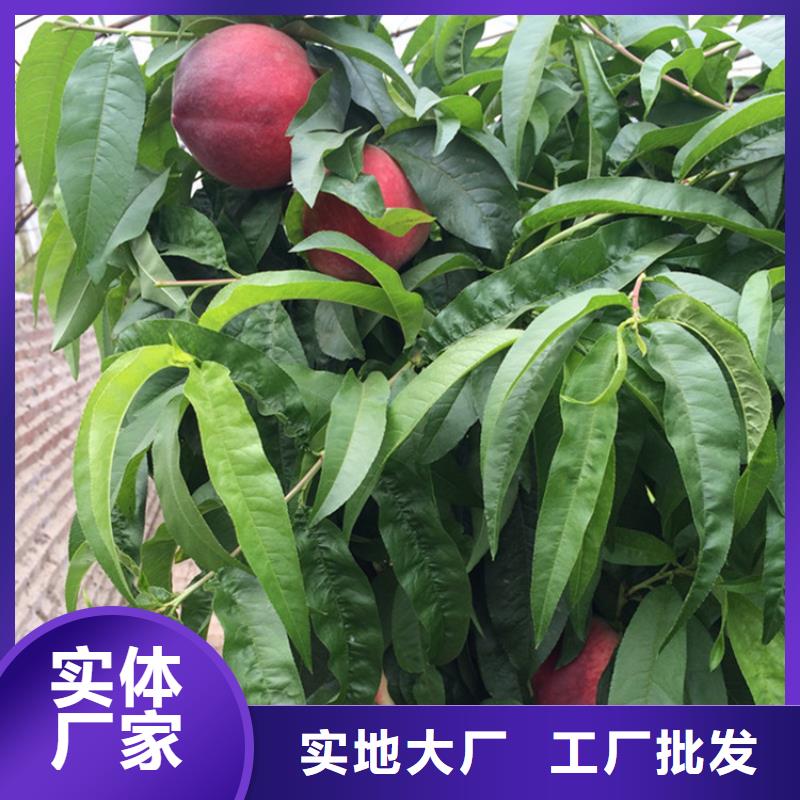 【桃】板栗苗来电咨询