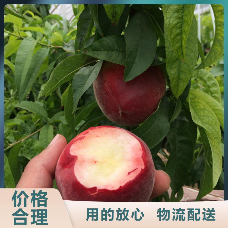 【桃】樱桃苗诚信为本