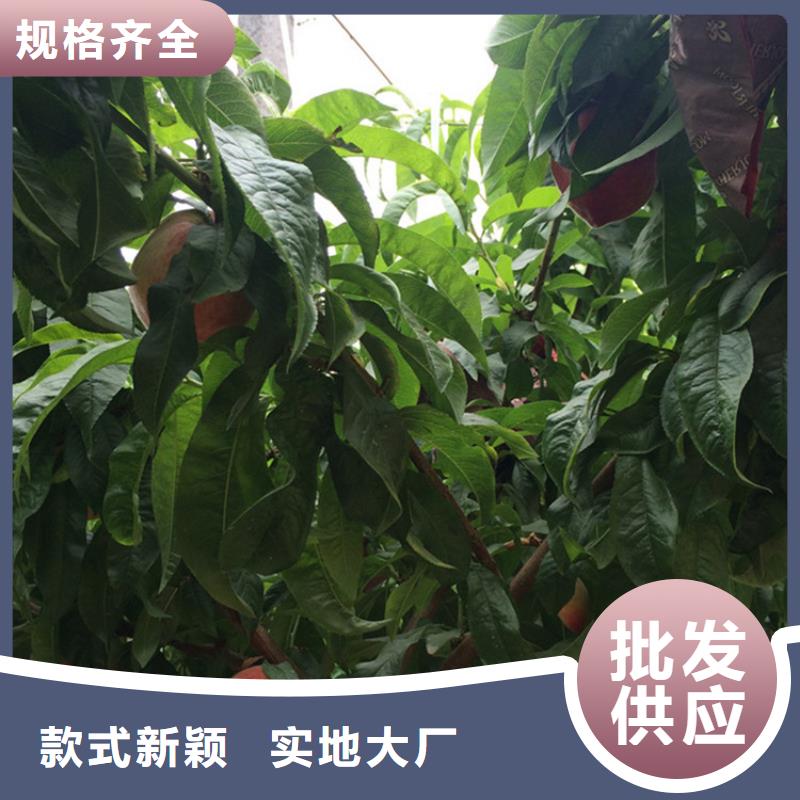 【桃】樱桃苗诚信为本