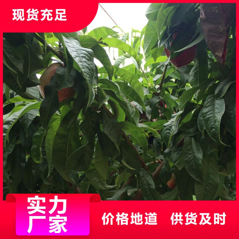 桃蓝莓苗检验发货