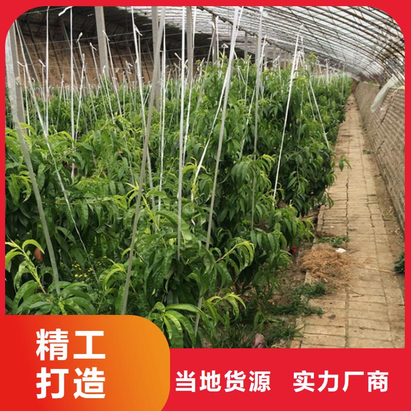 【桃-李子苗厂家十分靠谱】