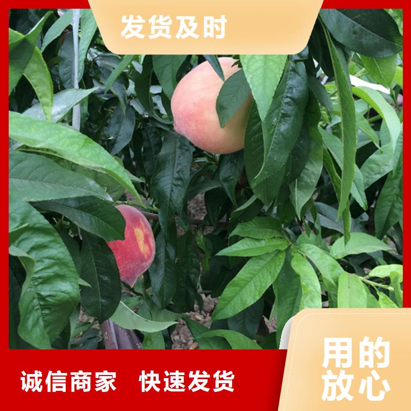桃蓝莓苗送货上门