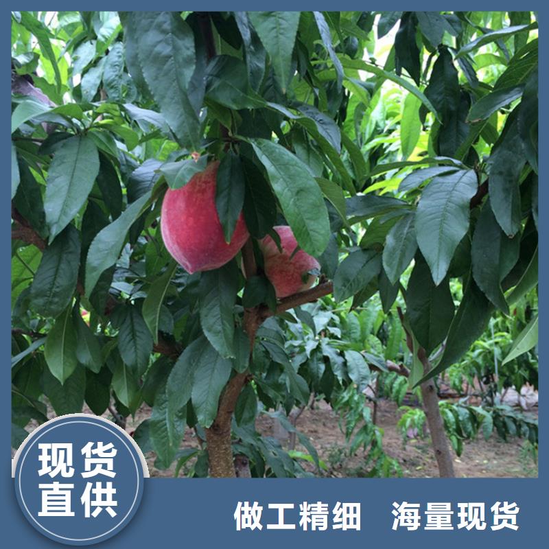 桃草莓苗厂家直销