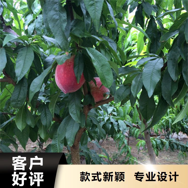 桃,苹果苗真正让利给买家