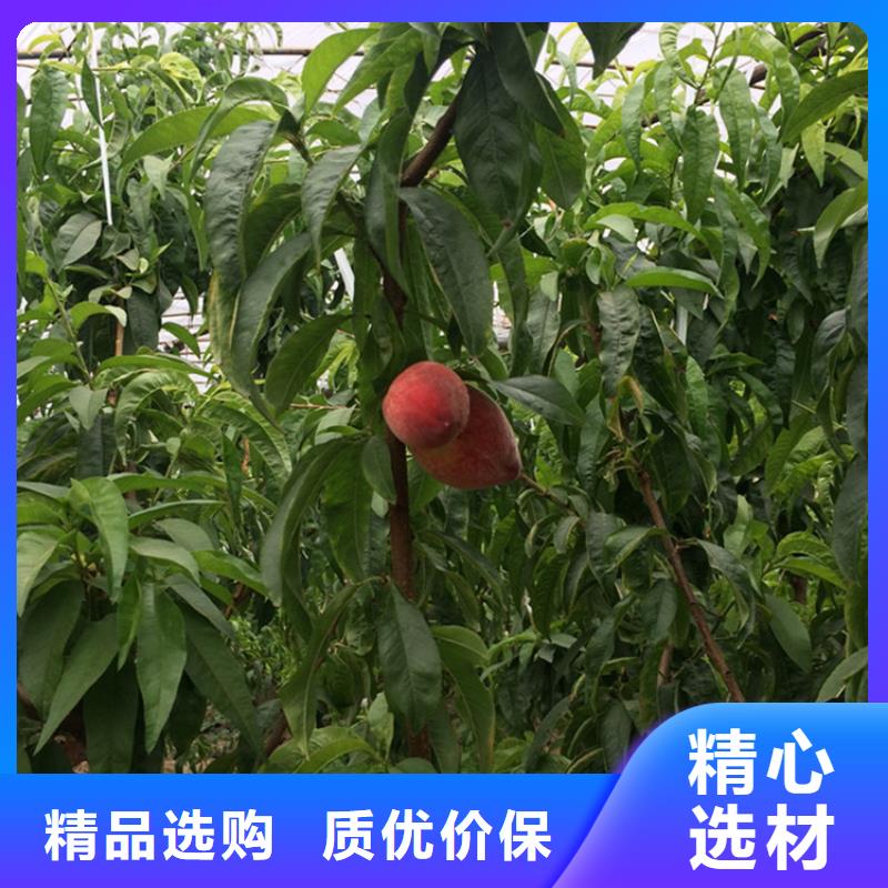 桃-樱桃苗让客户买的放心