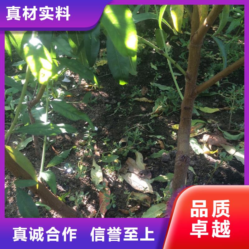 桃苹果苗适用范围广