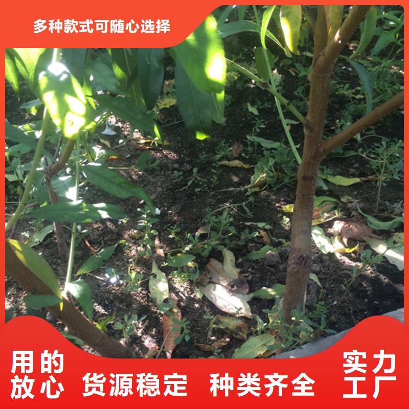 桃红颜草莓自有厂家