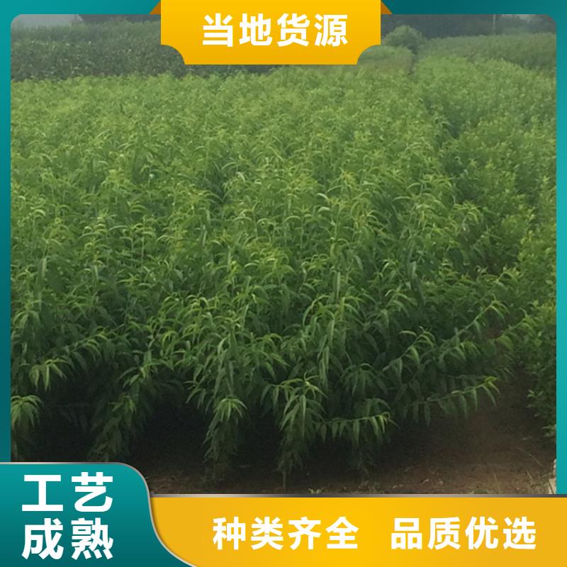 桃樱桃苗一周内发货