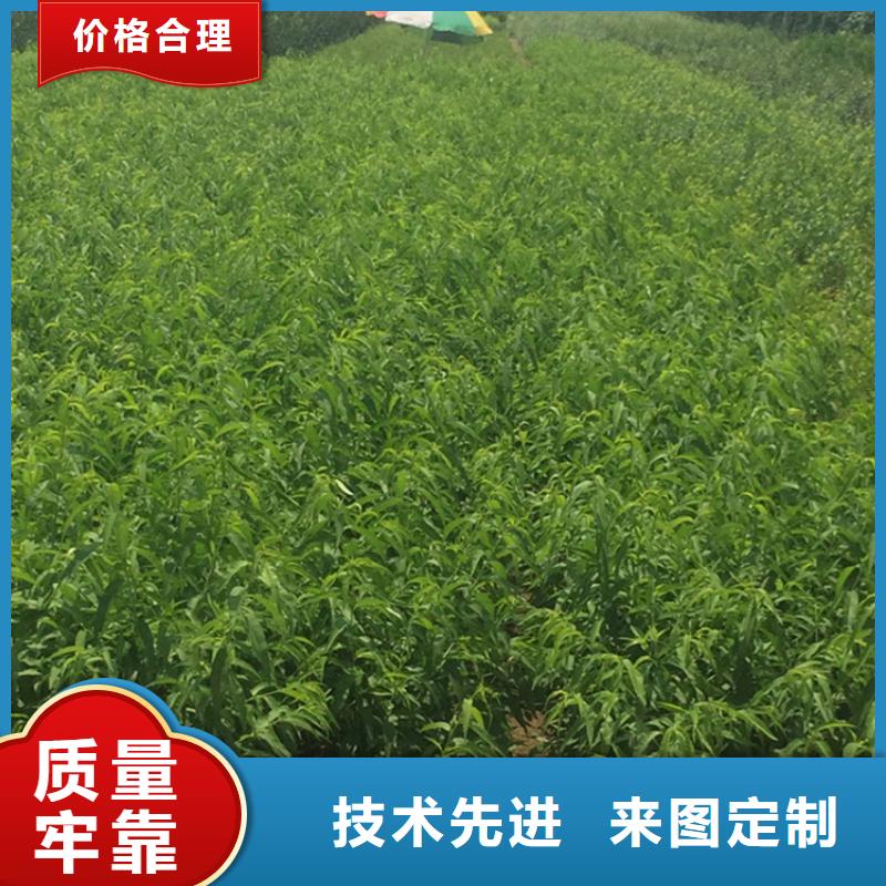 桃-樱桃苗欢迎来厂考察