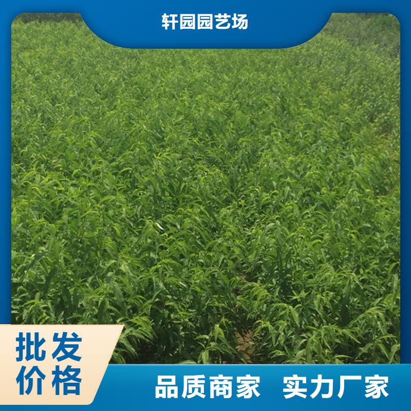 桃【李子苗】品质服务