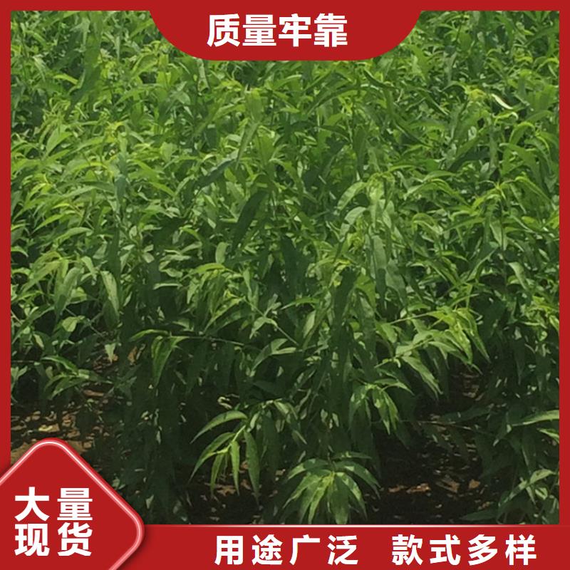 【桃】樱桃苗诚信为本