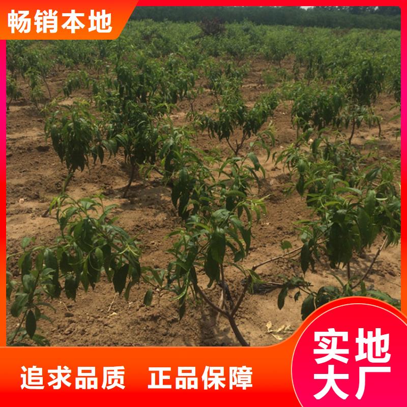 桃蓝莓苗检验发货