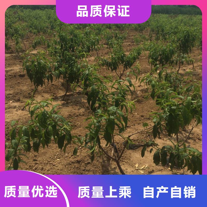 桃-樱桃苗让客户买的放心