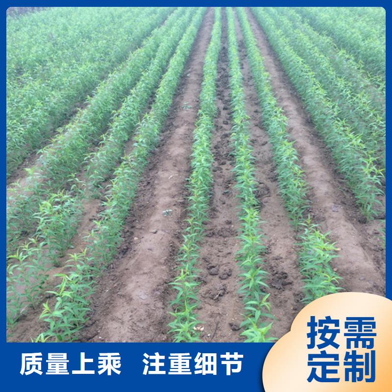 桃-苹果苗实力厂家