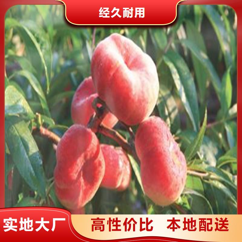桃红颜草莓自有厂家