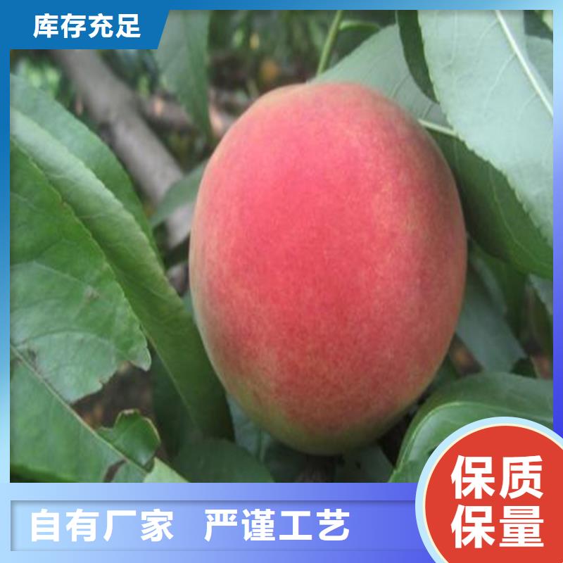 桃【蓝莓苗】厂家质量过硬