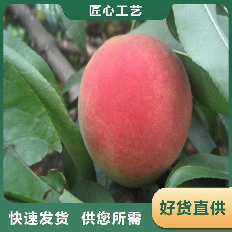 桃桃树苗对质量负责