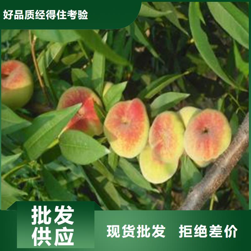 桃【蓝莓苗】厂家质量过硬