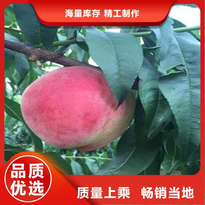 【桃黄瓜苗长期供应】