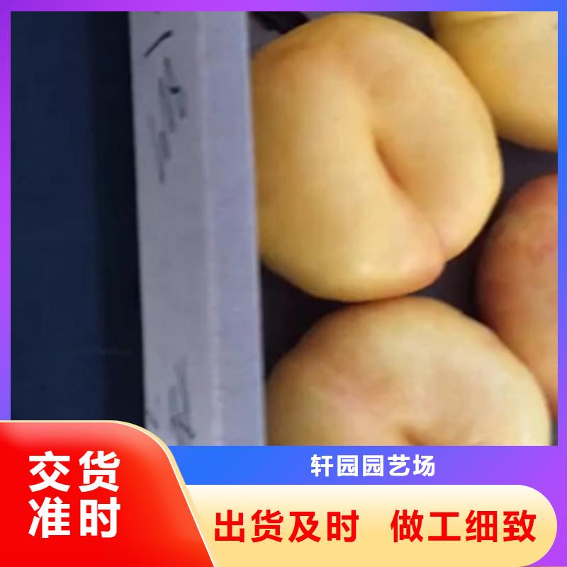 桃蓝莓苗送货上门