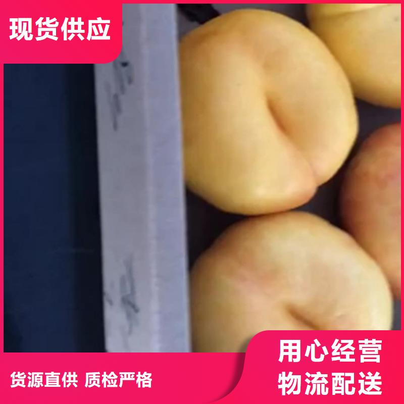 桃,苹果苗真正让利给买家