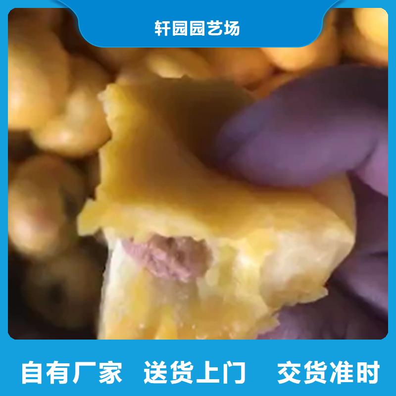 【桃_蓝莓苗快速物流发货】