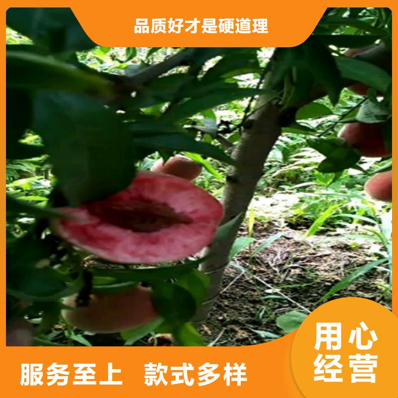 桃樱桃苗厂家直销省心省钱