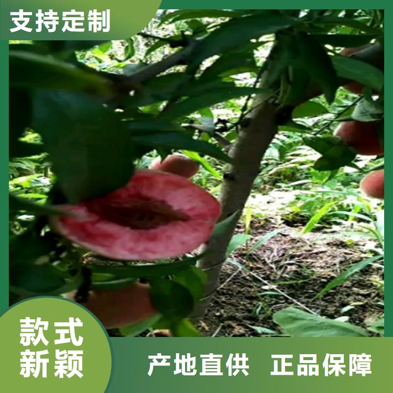桃,苹果苗真正让利给买家