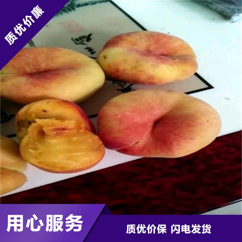 桃,苹果苗真正让利给买家