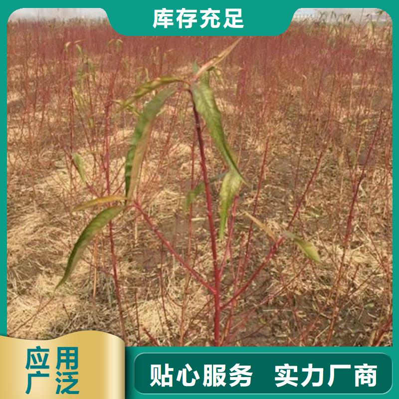 桃,苹果苗真正让利给买家