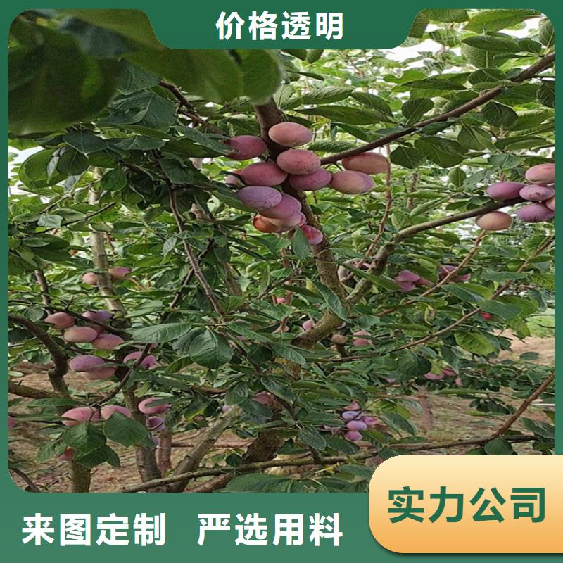 李子【苹果苗】贴心服务