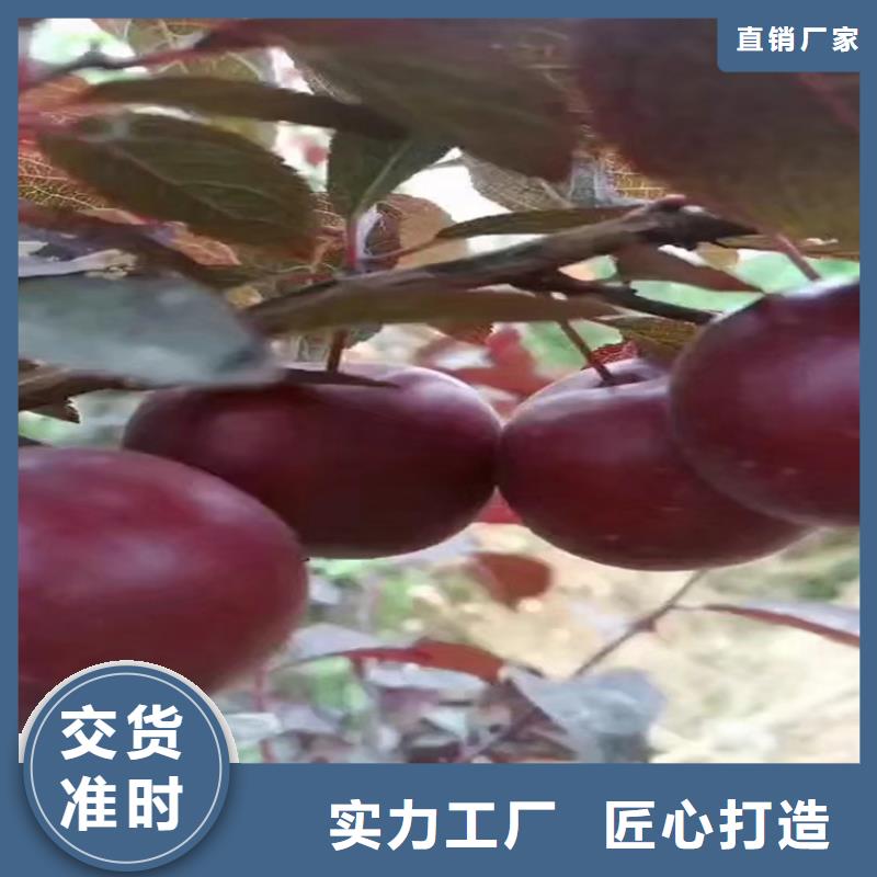 李子无花果苗用心经营