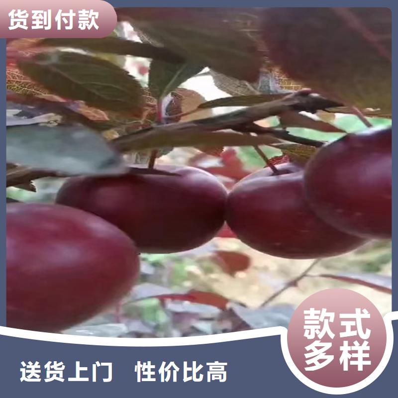 李子3公分软籽石榴苗好货直供