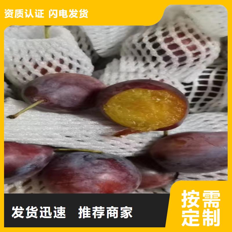 李子【蓝莓苗】支持定制