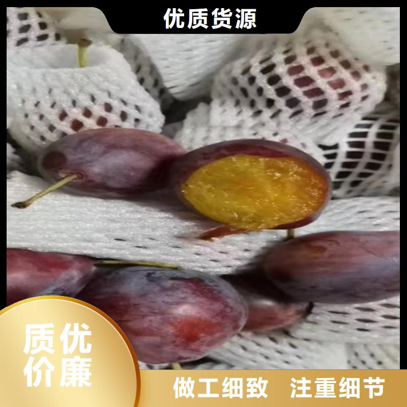 【李子苹果苗品质保障价格合理】