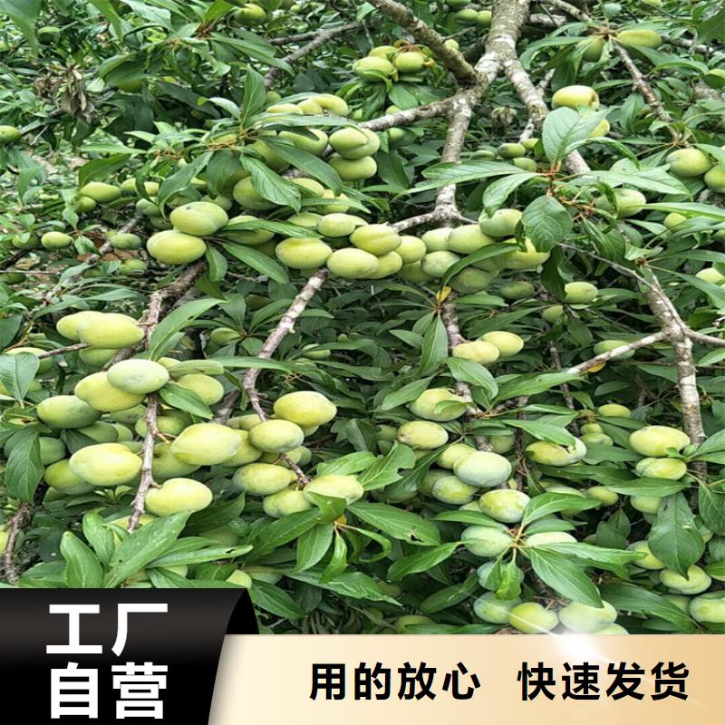【李子】桃树苗定制零售批发