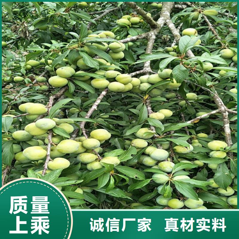 李子-北美冬青现货直发