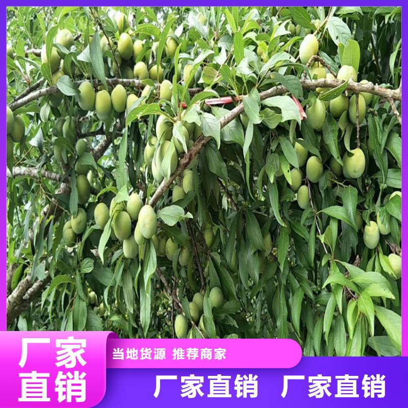 李子【苹果苗】贴心服务