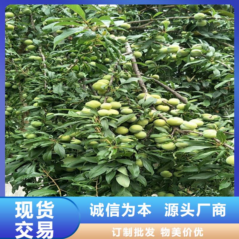 李子【苹果苗】贴心服务