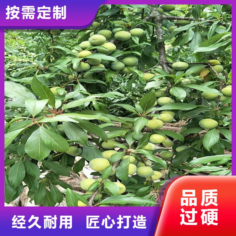 【李子】板栗苗敢与同行比服务