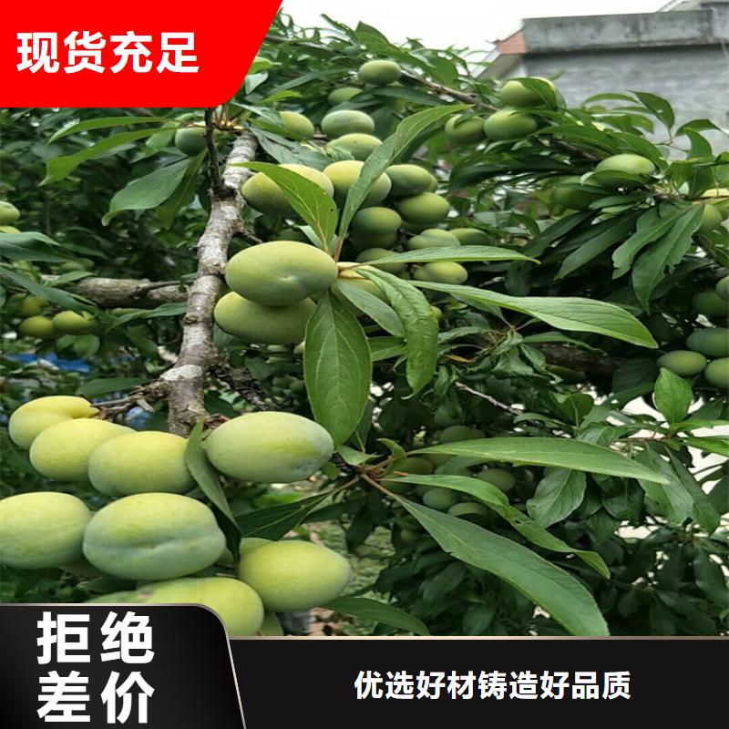 李子_樱桃苗老品牌厂家