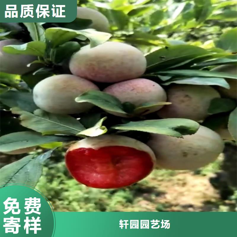 李子苹果苗质量检测