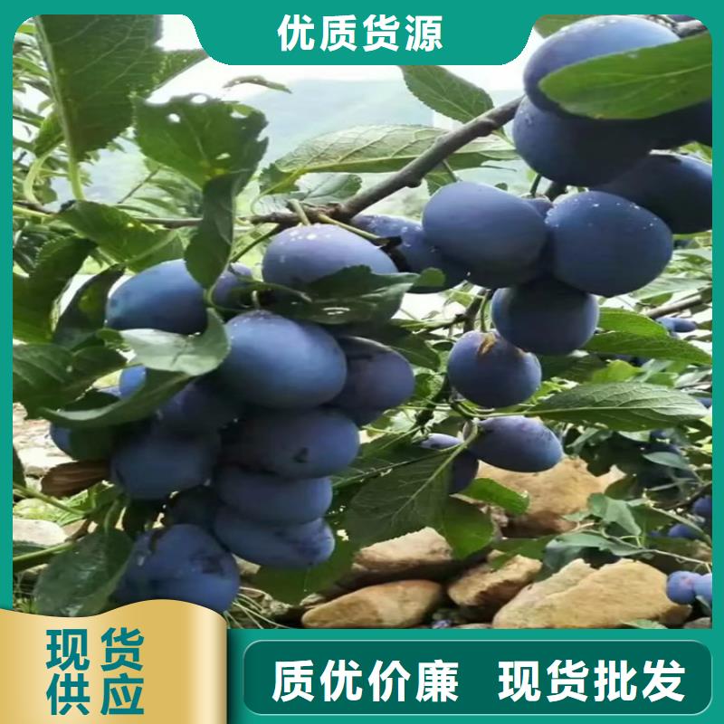 李子【杏树苗】厂家直销货源充足