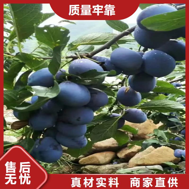 李子-樱桃苗按需定制真材实料