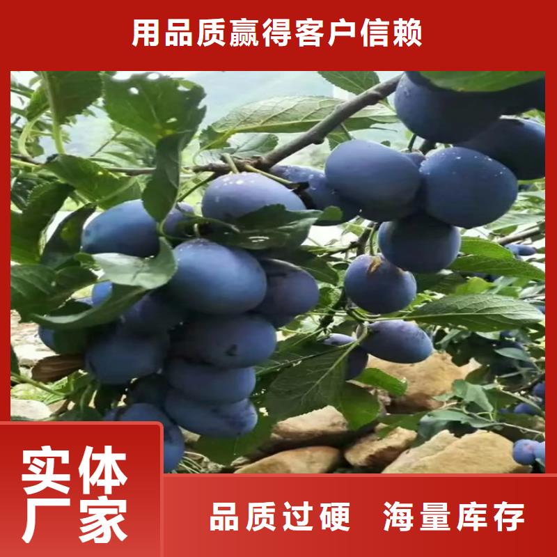 李子无花果苗用心经营
