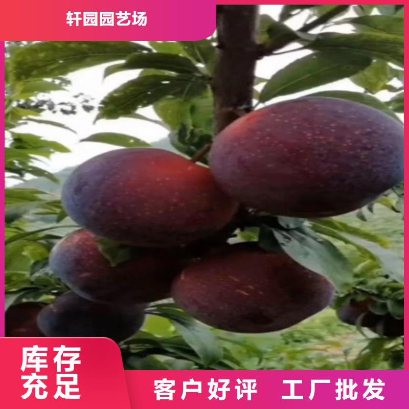 李子樱桃苗分类和特点