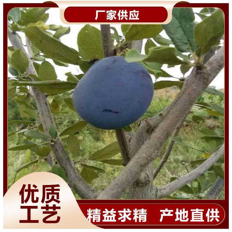 李子樱桃苗拥有多家成功案例