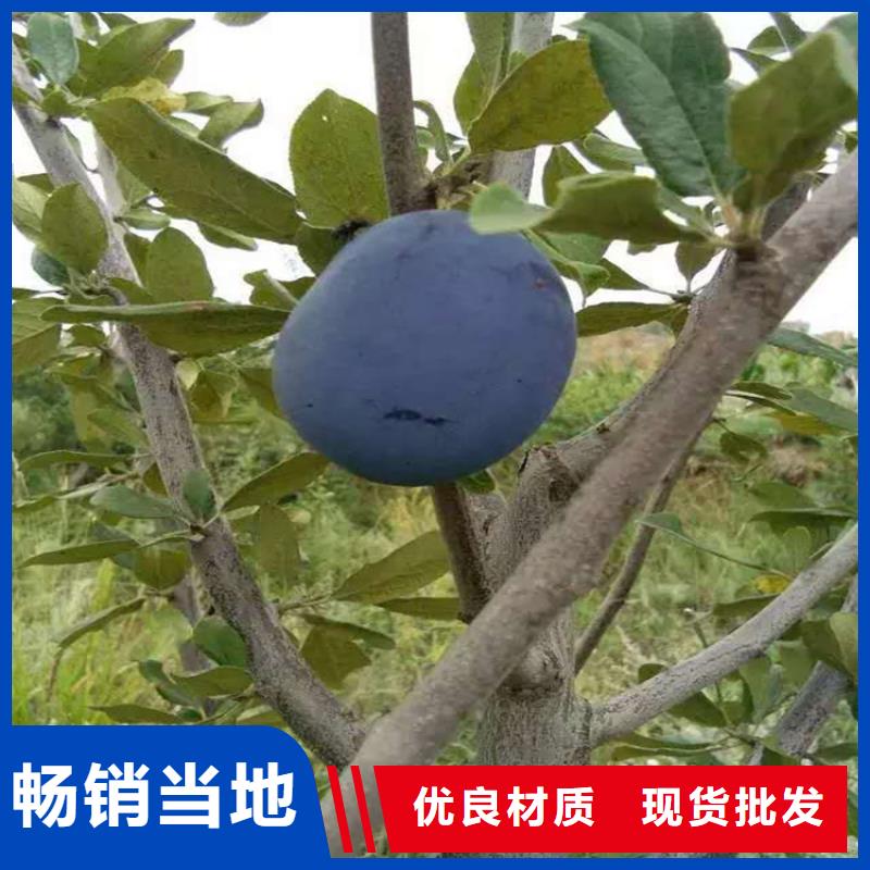 李子【杏树苗】厂家直销货源充足