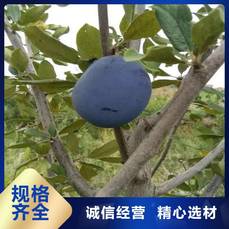 【李子苹果苗品质保障价格合理】
