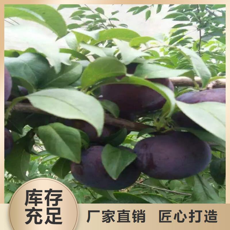 李子3公分软籽石榴苗好货直供